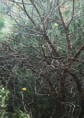 Autumn Forest In The Nethe