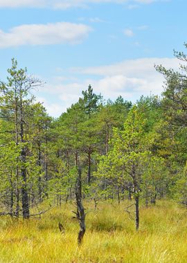 Natural Forest Bog In Latv