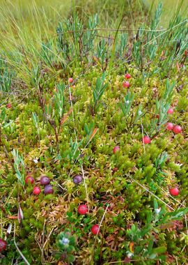 Cranberries And Mushrooms