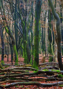 Autumn Forest In The Nethe