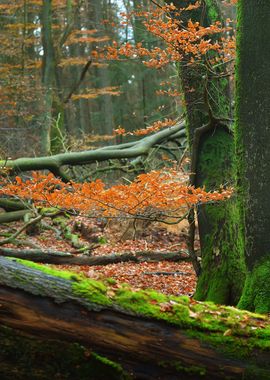 Autumn Forest In The Nethe