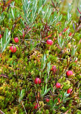 Cranberries And Mushrooms