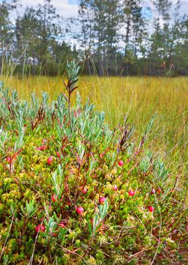 Algae Area Beauty Bog