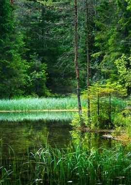 Forest Spring At The Begin