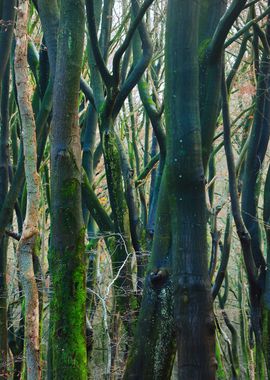 Autumn Forest In The Nethe