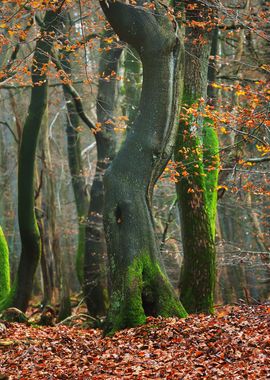 Autumn Forest In The Nethe