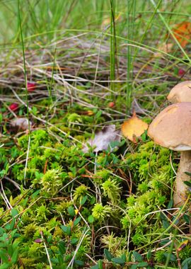 Cranberries And Mushrooms