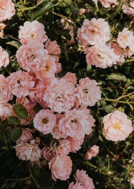 Peonies Flowers Spring