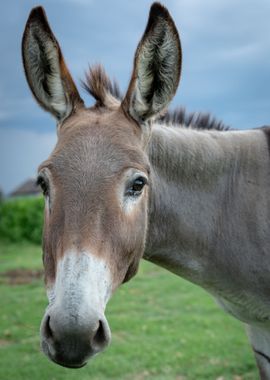 Donkey Chew