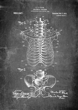 Anatomical Skeleton Art