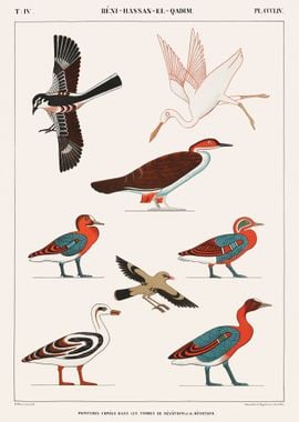 Birds