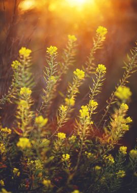 Outdoor Sunlight Meadow