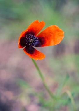 Nature Garden Meadow Agric