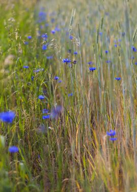 Field Flower Nature Cornfl