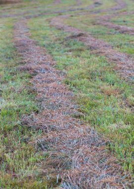 Grass Cut Field Tracks Mea