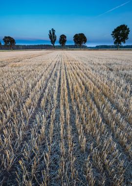 Agriculture Nature Harvest