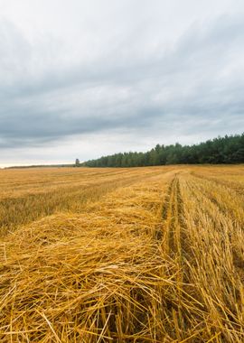 Agriculture Nature Harvest