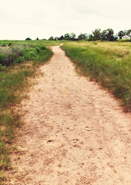 Sandy Trail Through A Gras