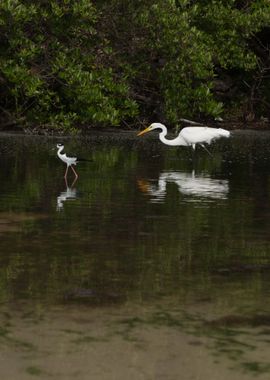 Heron  Egret  Stilt  Black