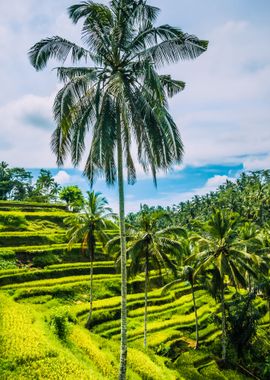 Lonely Nice Tall Palm With