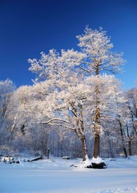 Cold Winter Snow Landscape