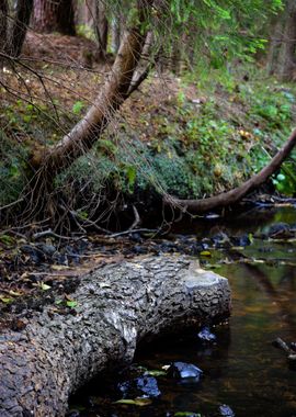 Forest River Scene