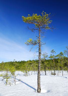 Tree Cold Winter Frost Sno