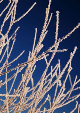 Cold Winter Snow Landscape