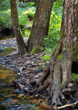 Forest River Scene