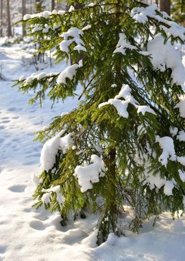 Pine Tree Covered With Sno