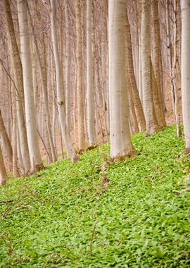 Swabian Forest Green Hikin