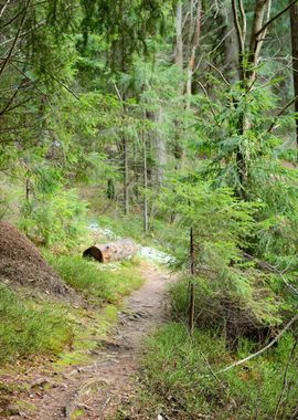 Dark Pine Forest Scene