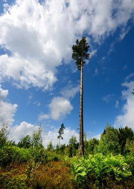 Lonely Pine In Cutted Fore