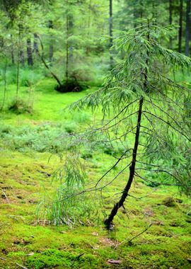 Dark Pine Forest Scene