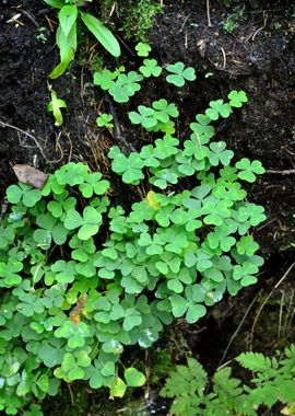 Forest Substrate CloseUp