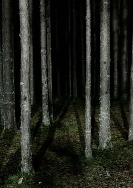 Forest Scene By Night