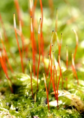 CloseUp Of A Colorful Moss