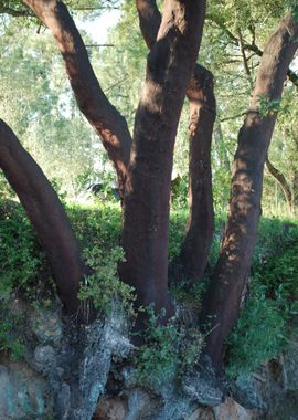 Alentejo Cork Country C