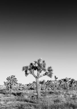 Joshua Tree National Park 