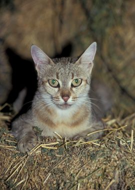 A wildcat Felis silvestris