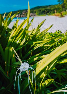 Tropical Flower With Defoc