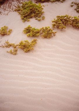 Surreal Golden Sand Dunes