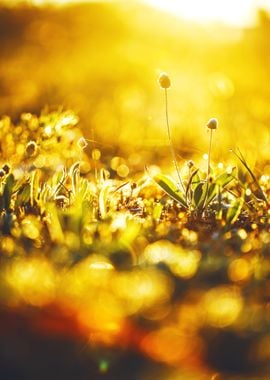 Spring Meadow Wild Flowers