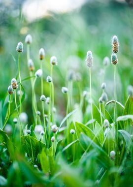 Spring Sunlight Blooming