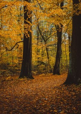 Pathway Between Yellow Tre