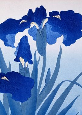 Blue Iris Flowers (Japandi Vintage) - Ohara Koson