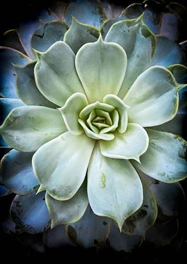 Succulent Starburst