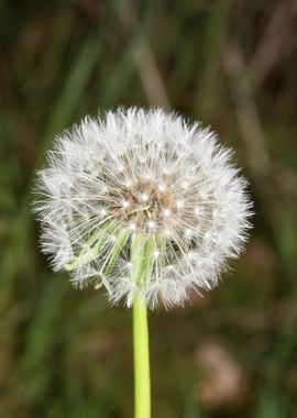 Blowball wild flower