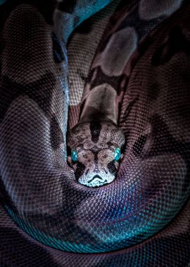 Blue Eyes Snake