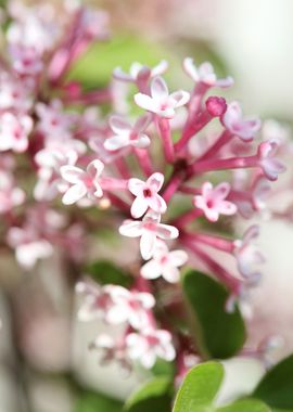 Syringa vulgaris oleaceae